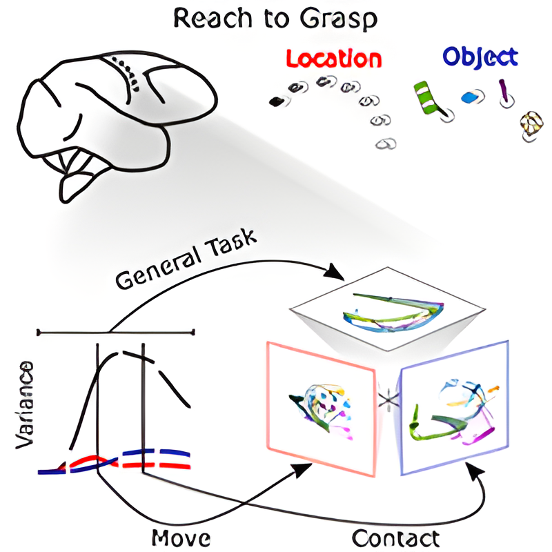 Precision Neural Dynamics Lab