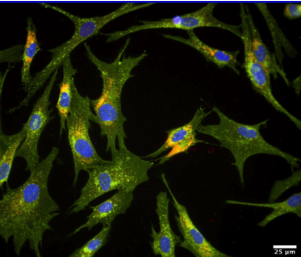 Microscopy Analytical Imaging Research Resource Core